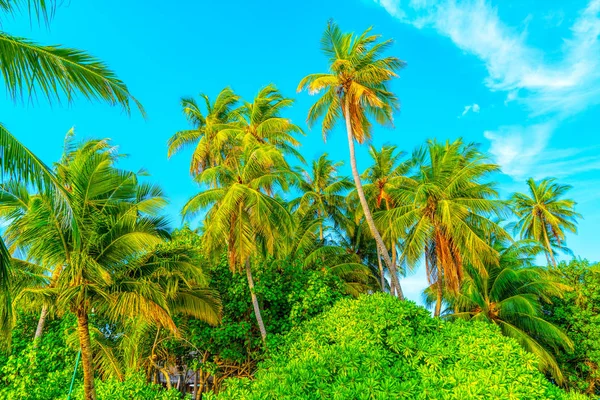 Beach summer vacation holidays background with coconut palm tree — Stock Photo, Image