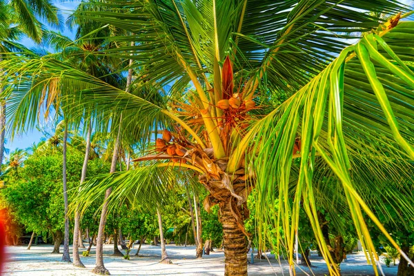 Пляжные летние каникулы фон с кокосовой пальмой — стоковое фото