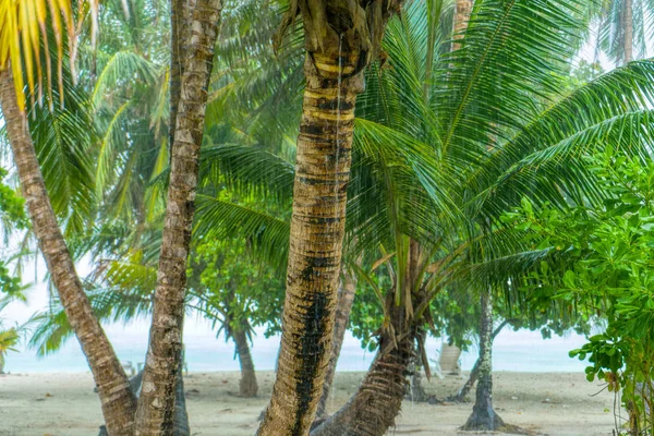 Palme contro il cielo blu e nuvole bianche. — Foto Stock