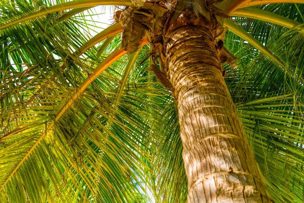Praia férias de verão fundo com coqueiro — Fotografia de Stock