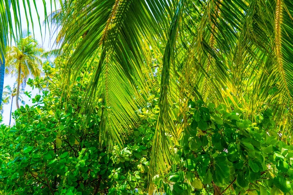 Strand zomer vakantie vakanties achtergrond met kokospalm boom — Stockfoto