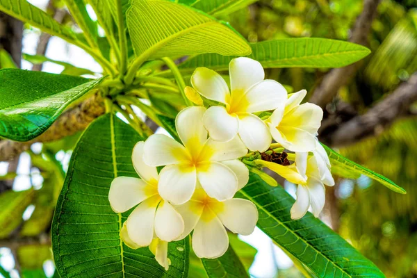 夏の木に美しいプルメリアの花 — ストック写真