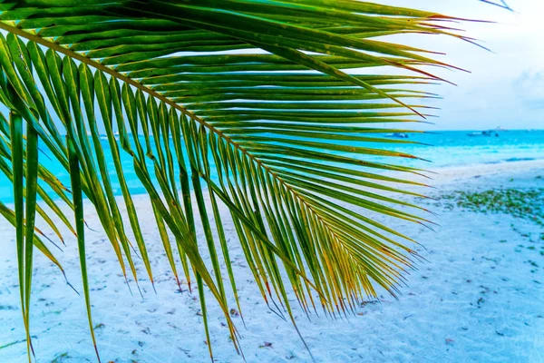 View of nice tropical beach with some palms — Stock Photo, Image