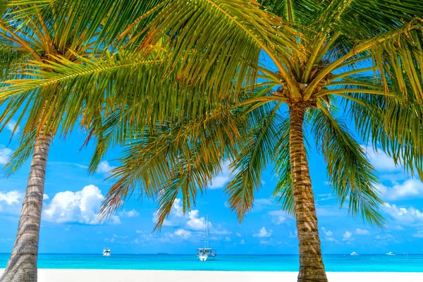 Praia férias de verão fundo com coqueiro — Fotografia de Stock