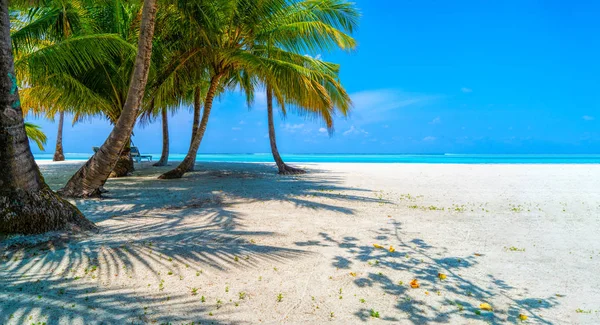 Schaduwen van palmbomen aan de zandkust van het tropische paradijs — Stockfoto