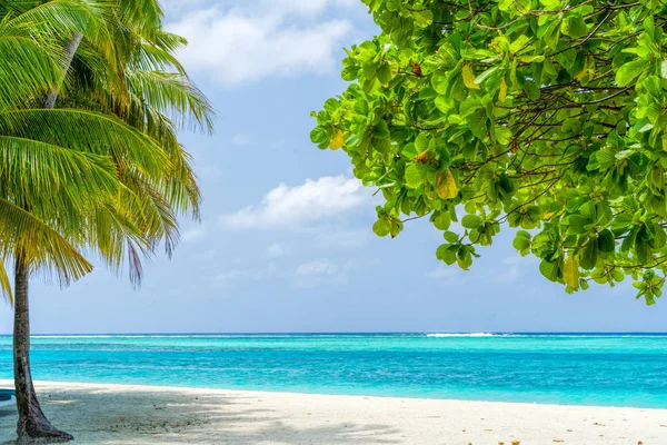 Вид на красивый пляж с пальмами — стоковое фото