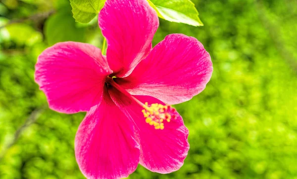 Hibiscus Blomma. Grund DOF.I tropiska trädgården. — Stockfoto