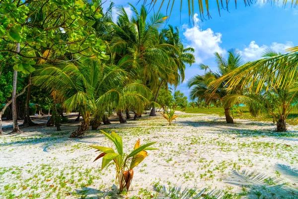 Palmeras contra el cielo azul y nubes blancas. — Foto de Stock