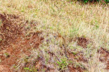 Leopar uzun otların arasına saklandı, vahşi yaşam konsepti. Kenya Milli Parkı