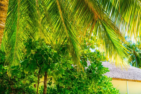 Strand Sommerurlaub Hintergrund mit Kokospalme — Stockfoto