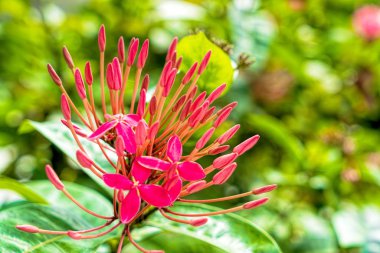 Rengarenk çiçekleri ve bitkileri olan yemyeşil bir tropik bahçe.