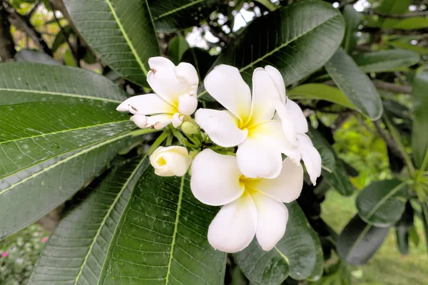 Beautiful plumeria flowers on tree in summer — Stock Photo, Image