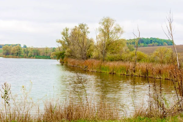 Kuru otlar, ufuk ve mavi gökyüzü ile ıslak çayır - bir su görünümü