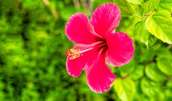 Hibiscus Flower. Shallow DOF.In the tropical garden. — Stock Photo, Image