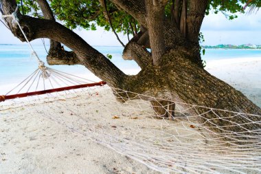 Kumsaldaki palmiye ağaçları arasında boş hamak.