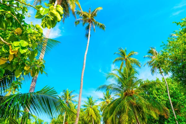 Palm trees against the blue sky and white clouds. — Stock Photo, Image