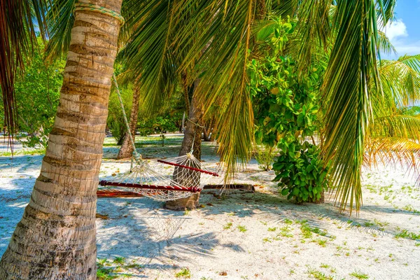 Pusty hamak między palmami na piaszczystej plaży — Zdjęcie stockowe