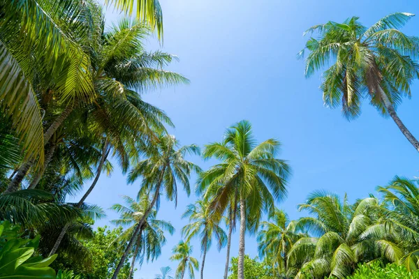 Beach summer vacation holidays background with coconut palm tree — Stock Photo, Image