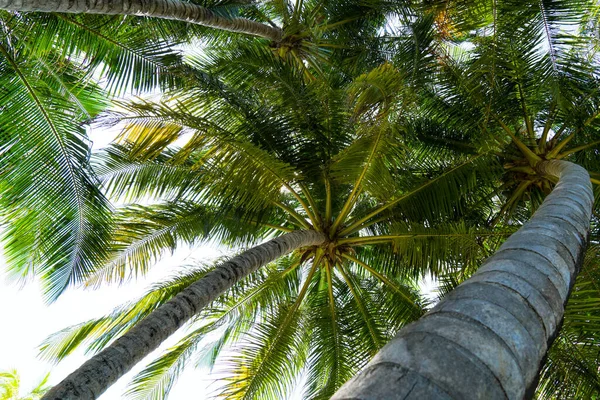 Spiaggia vacanze estive sfondo con palma da cocco — Foto Stock