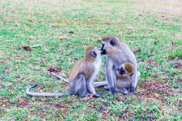The monkey family is kissing, Kenya National Park. Wildlife conc — Stock Photo, Image