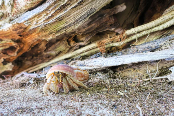 Beau crabe. Coquille. Du sable. Belle faune Maldives. — Photo