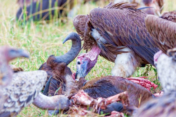 Rueppells Vulture Gyps rueppellii, bir Commo leşi yiyor. — Stok fotoğraf