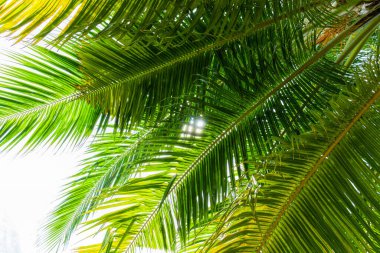 Hindistan cevizi palmiye ağacı ile Plaj yaz tatili tatil arka plan