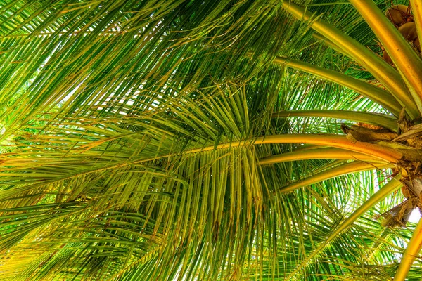 Ferieferie på stranden - bakgrunn av kokospalmer – stockfoto