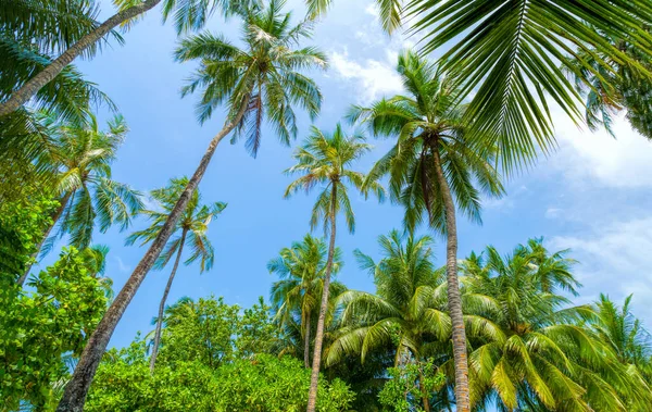 코코넛 야자수와 해변 여름 휴가 휴가 배경 — 스톡 사진