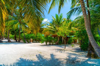 Mavi gökyüzüne ve beyaz bulutlara karşı palmiye ağaçları.