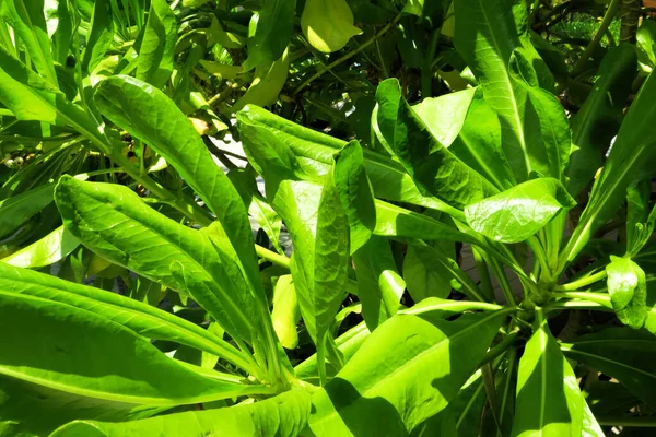 Пишна тропічна зелень яскраво освітлена сонцем у парку — стокове фото