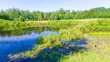 Yazın manzaralı bataklık manzarası.