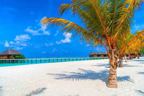 Tropische bungalow op het prachtige strand met een palmboom — Stockfoto