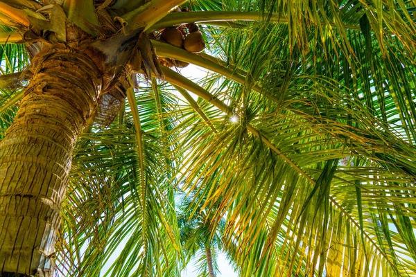 Praia férias de verão fundo com coqueiros palmeiras e pendurado folhas de palmeira — Fotografia de Stock