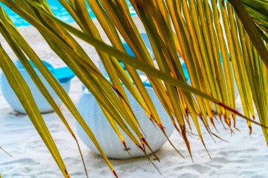 Palmiyeli güzel bir tropik sahil manzarası.