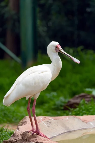 Petite cuillère africaine (Platalea alba) oiseau — Photo