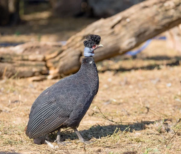 A crested guineafowl (Guttera pucherani) African bird.