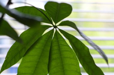 Para ağacı (Pachira aquatica) houseplant önünde bir perde ile yeşil optik makro yaprak