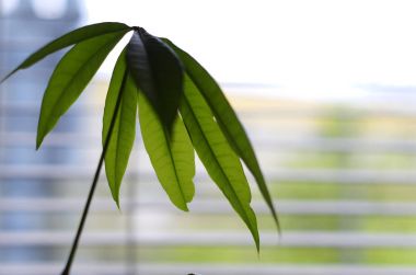 Para ağacı (Pachira aquatica) houseplant önünde bir perde ile yeşil optik makro yaprak