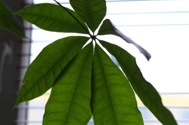 Para ağacı (Pachira aquatica) houseplant önünde bir perde ile yeşil optik makro yaprak
