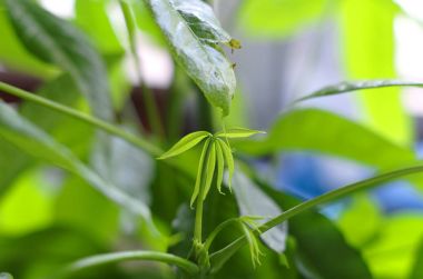 Para ağacı (Pachira aquatica) houseplant önünde bir perde ile yeşil optik makro yaprak