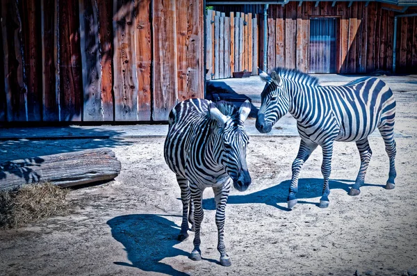 얼룩말 Equus Quagga 백그라운드로 얼룩말과 건초를 동물원에 — 스톡 사진