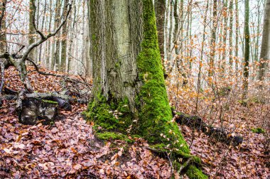 Parlak renkli mantarlı bir ağacın gövdesi ve dalı