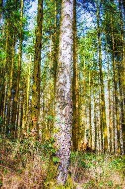 Alman ormanında bir ağacın gövdesi ve dalı.