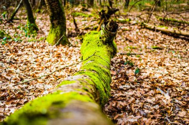 Alman ormanında bir ağacın gövdesi ve dalı.