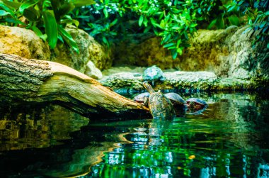 Gözün deniz kaplumbağası makrosu.