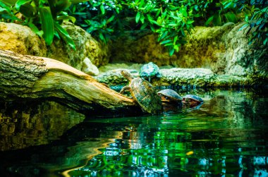 Gözün deniz kaplumbağası makrosu.