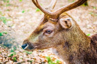 Boynuzları ve makrosu olan genç geyik