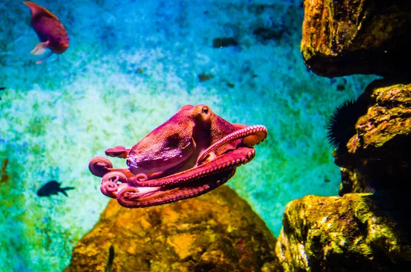 Octopus in a sea water aquarium squid in blue sea water