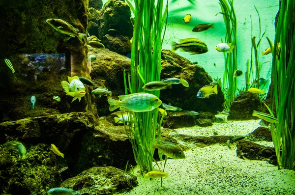 Тропические Рыбы Морском Аквариуме Голубой Оптике — стоковое фото